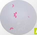 Plafon LED RC08-15W WW barwa ciepła